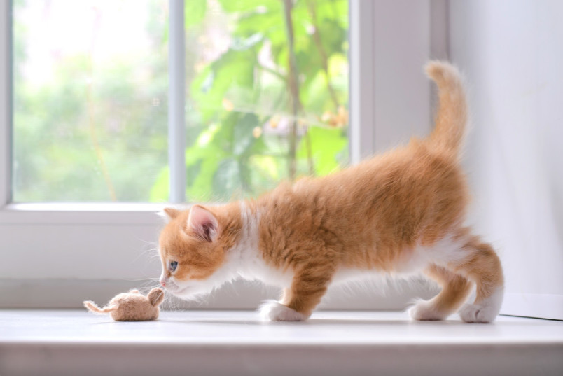 Kitten playing with toy