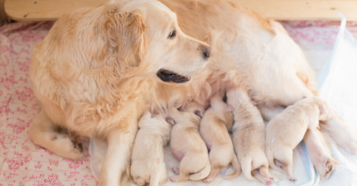 How to become a professional deals dog breeder