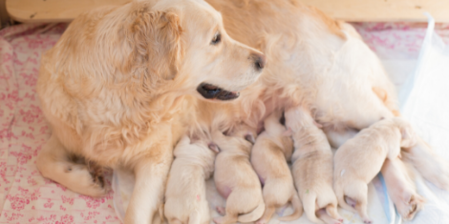 How do you become a hot sale dog breeder