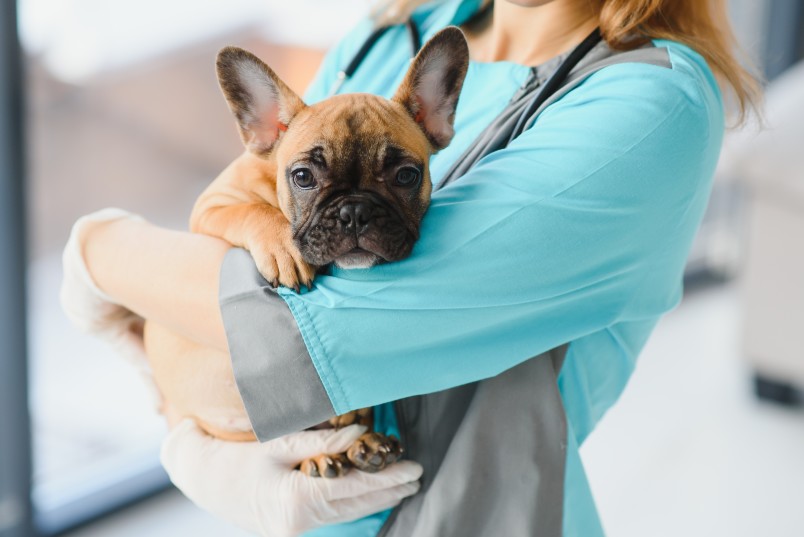 Dog at Vet for Metronidazole Dose for Upset Stomach