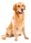 Adult Golden Retriever