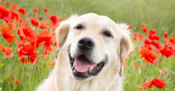 golden retriever sitting in field with red flowers