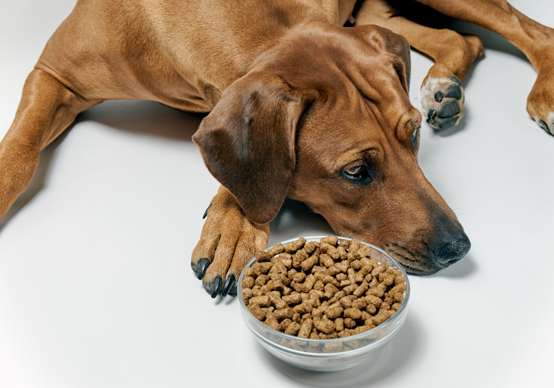 A brown dog lying down and appearing reluctant to eat from a bowl of kibble, illustrating a common side effect when pet owners wonder "can dogs take human antibiotics" - loss of appetite is a frequent concern when dogs are given any antibiotics, which is why medication should only be prescribed by veterinarians who can monitor such side effects.