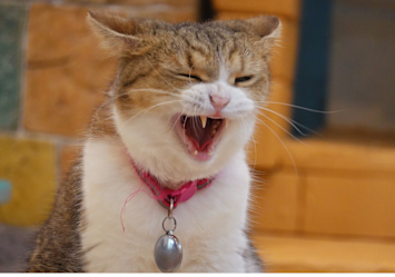 A cat with his mouth open, most probably suffering from feline stomatitis.