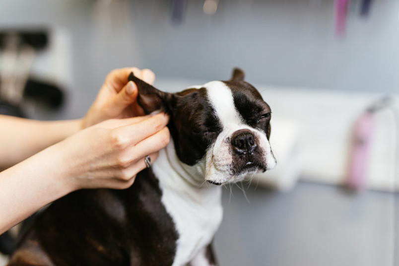 Vet Giving Ear Infection Treatment for Dog