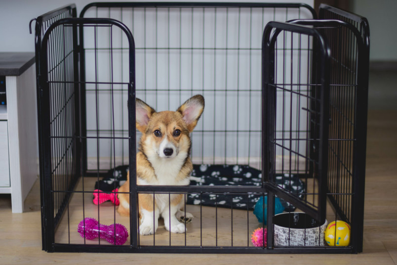 Potty training puppy