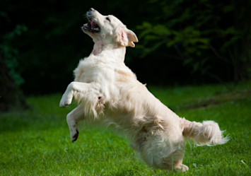 A white American Golden Retriever leaping mid-air on a grassy lawn surrounded by trees, demonstrating its joyful and active personality.