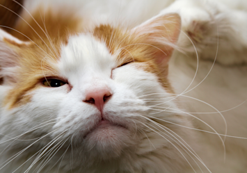 Close-up of an orange and white cat with a contented expression, a reminder that if your cat has one eye watery eye and no other symptoms, it might just be a minor irritation from dust or allergies.