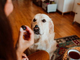 Owner giving dog a blueberry treat