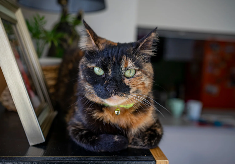 A close-up of a short-haired tortoiseshell cat with a striking black and orange mottled face and vivid green eyes, lounging near a picture frame in a home.