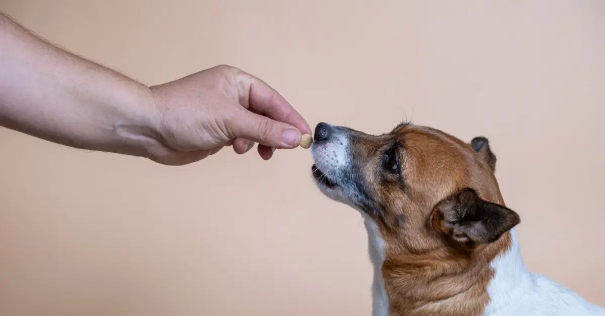Gabapentin for Dogs Exploring What Gabapentin Does for Dogs