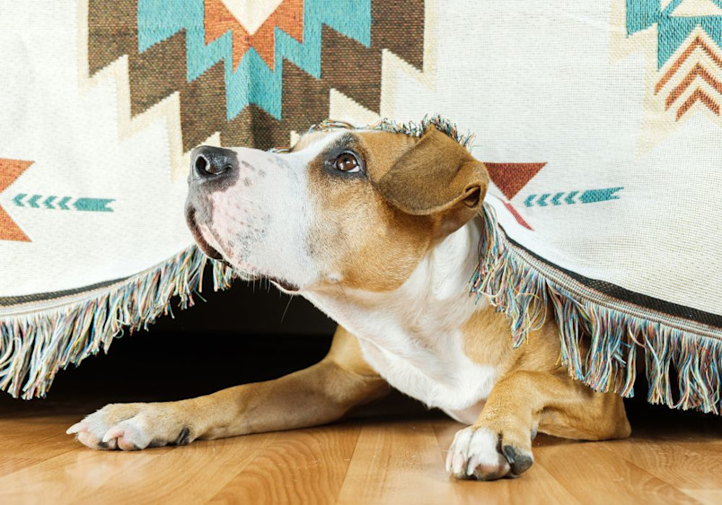 A tan and white pitbull mix dog hiding under a decorative blanket with turquoise, orange, and brown Native American patterns and fringe, demonstrating classic thunder anxiety behavior by seeking a safe space during storms.