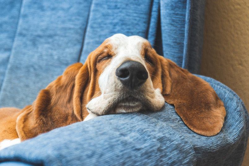 A basset hound, who make great apartment dogs, resting on a blue chair