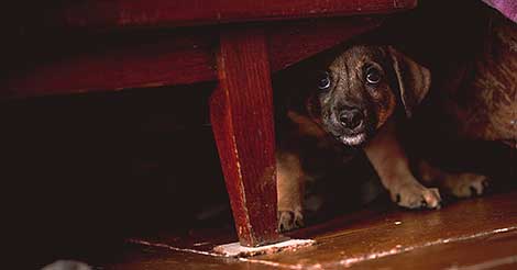 are dogs scared of lightning