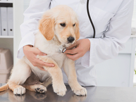 vet checking golden retriever puppy for heart murmurs