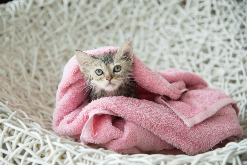 Kitten wrapped up in a pink towel after a bath