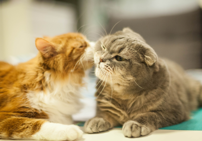 A gray scottish fold cat is receiving kisses with his fellow orange and white cat.