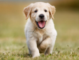 golden retriever puppy running in grass