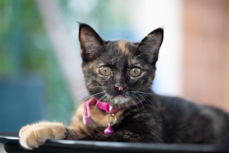 Close-up portrait of a tortoiseshell cat with green eyes and the classic black-and-ginger mottled coat that defines the breed pattern. 