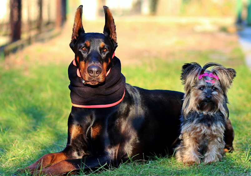 A confident Doberman Pinscher demonstrates the breed's gentle, sociable nature while relaxing with a tiny Yorkshire Terrier friend, dispelling myths about their temperament and showing they're excellent companions for multi-pet households.