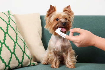 A fluffy brown, small dog, most likely experiencing excessive licking and bad breath, sits on a couch as its owner uses a toothbrush with toothpaste safe for dogs with bad breath.