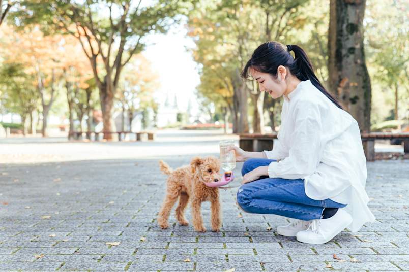 A woman crouches down to offer water to her small apricot poodle during a park walk, surrounded by autumn trees. Increased thirst and frequent drinking are among the most common early signs of Cushing's disease in dogs — attentive owners who notice these changes are better positioned to seek timely diagnosis. 