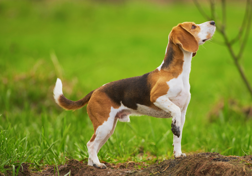 A beagle playing in afield of grass