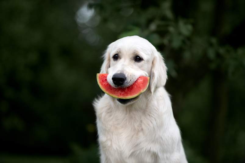 Against a deep green backdrop, a pale golden retriever sits proudly with a slice of watermelon balanced in its mouth, the picture of a summer treat done right. 