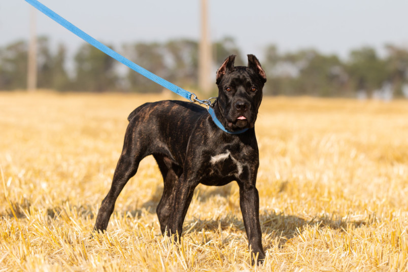 Cane corso outside