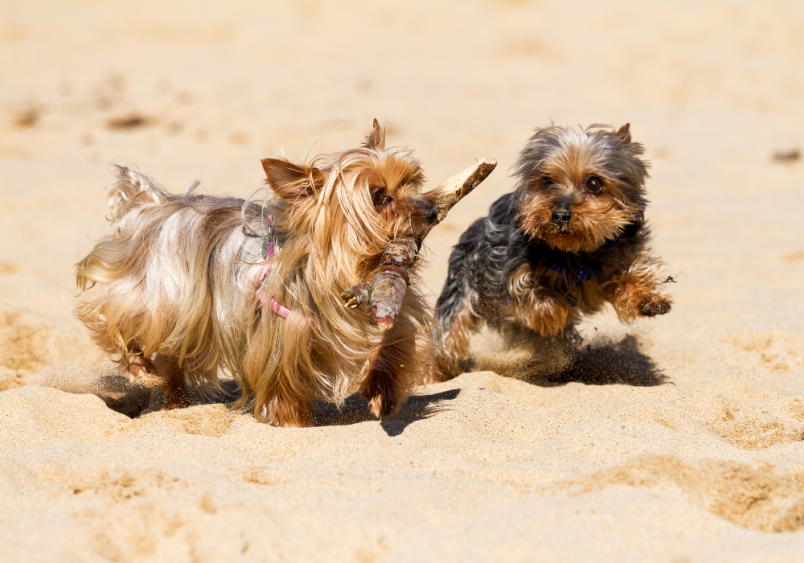 Two yorkshire terriers playing with a stick on the beachsand.