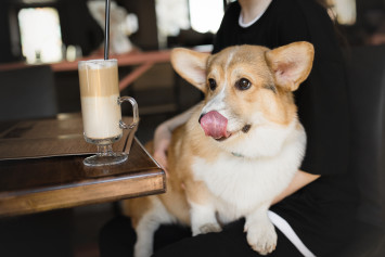 This adorable brown and white corgi, sitting at a coffee shop with its owner, gazes eagerly at a cup of coffee as if wanting to drink it. But can dogs drink coffee? What happens if a dog drinks coffee?