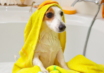 Small white dog wrapped in a bright yellow towel sitting in a bathtub after bath time, demonstrating a key step in how to give a dog a bath properly—drying them thoroughly to prevent chills and keep them comfortable after washing.