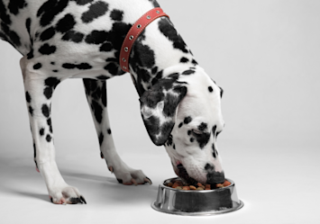 A spotted Dalmatian with a red collar bends down to eat from a metal bowl, showcasing a position that could potentially contribute to bloat in dogs – a serious and potentially life-threatening condition where the stomach fills with gas and may twist, requiring immediate veterinary attention particularly in deep-chested breeds.