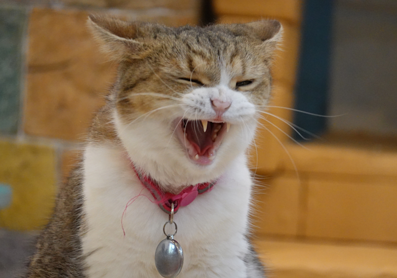 A close-up of a brown and white cat with a red collar yawning or retching widely, potentially showing signs of hairball discomfort, with visible fangs and facial expression indicating the characteristic signs.