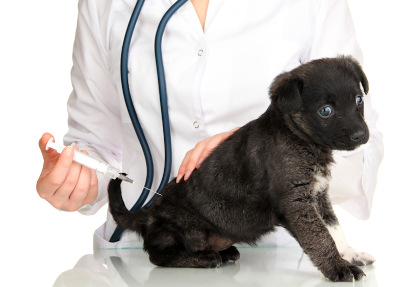 A veterinarian in a white coat with a stethoscope holds a small black puppy while preparing to administer a vaccine, highlighting the importance of following a proper puppy shot schedule that protects these vulnerable young dogs during their critical first months of life.