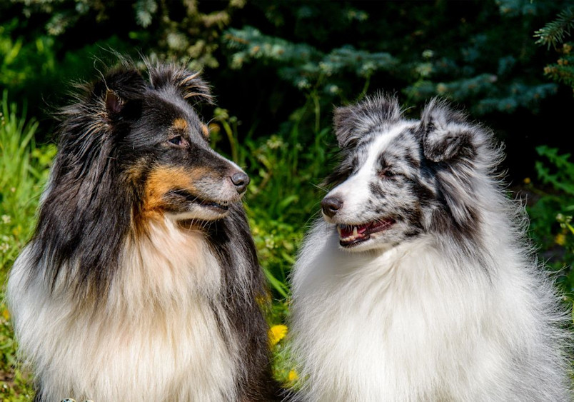 Two beautiful Shetland Sheepdogs sit together in a garden with yellow flowers and green foliage, one displaying a tri-color black and white coat pattern and the other showing the blue merle coloring, both exhibiting the breed's characteristic thick mane, pointed ears, and friendly Sheltie expressions.