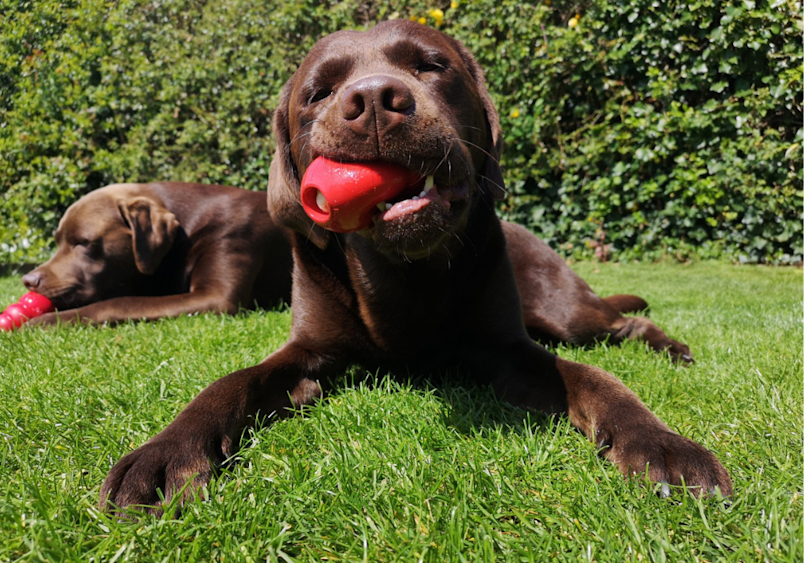 A happy chocolate Labrador lying spread out on grass with a red toy in its mouth - engaging in play activities like this can help prevent whining by keeping your dog mentally stimulated.