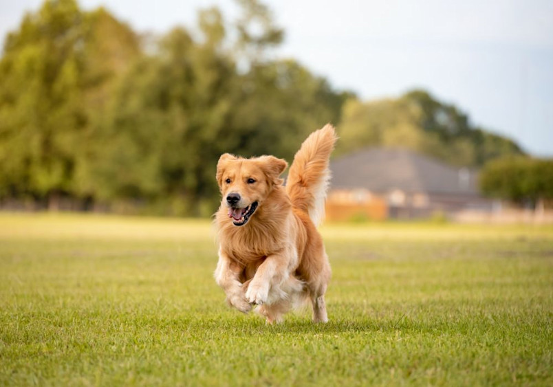 A golden retriever joyfully running on a grassy field, highlighting the breed's energetic personality, playful traits, and characteristic loyalty, making golden retrievers popular family pets and AKC-recognized companions.