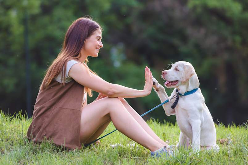 A smiling woman sits in the grass and shares a high five with her yellow Labrador puppy, the leash still clipped to its blue collar.