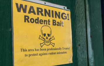 A Guide To Rat Poisoning In Dogs, Rodent Exterminators