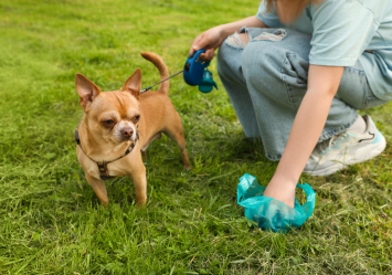 A human pet owner picking up dog poop with a plastic bag while walking a Chihuahua on a leash. This scenario raises questions like 'why is my dog pooping so much,' 'is it normal for a dog to poop once a day,' and 'what to do if a dog is trying to poop but nothing comes out.