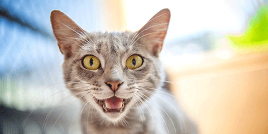 Senior cat best sale meowing at night