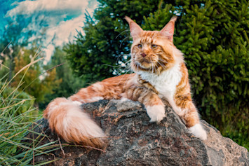 A majestic Maine Coon cat with luxurious orange and white fur lounges regally on a large rock against a natural backdrop of evergreen trees - a stunning example of "big cat breeds" showcasing the breed's impressive size and distinctive leonine appearance.