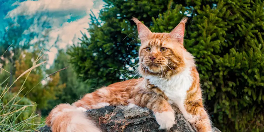 What are the Largest Domestic Cat Breeds: Top Giant Feline Giants Revealed