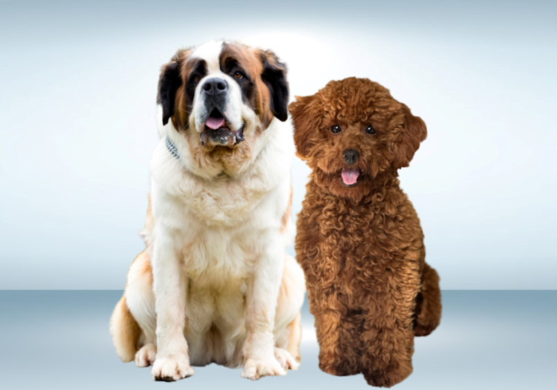 St. Berdoodle combines the Saint Bernard's gentle giant personality and protective instincts with the Poodle's intelligence and hypoallergenic curly coat. 