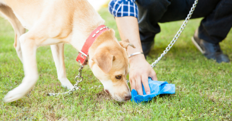 how do you stimulate a puppy to have a bowel movement