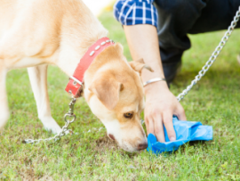 dog sniffing next to owner picking up its waste