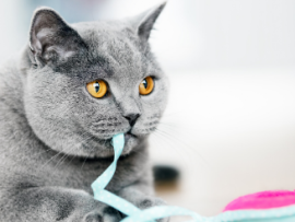grey cat eating ribbon