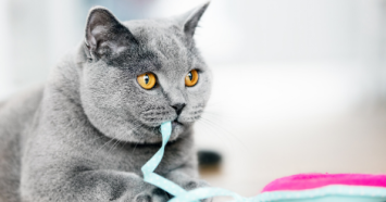 grey cat eating ribbon