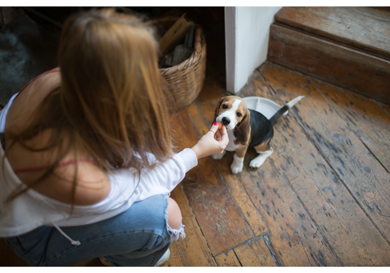 This image demonstrates the positive approach of hand-feeding meals to address food aggression in dogs and build trust between owner and pet.